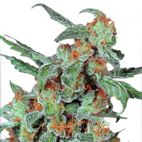 Orange Bud Regular