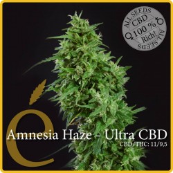 Amnesia Haze Ultra CBD