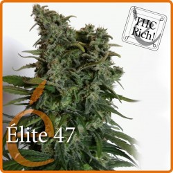 Elite 47