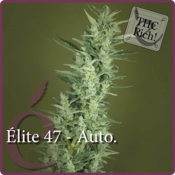 Auto Elite 47