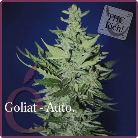 Auto Goliat