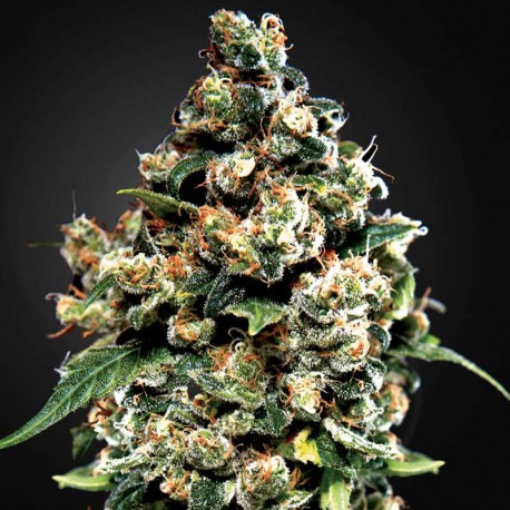 Jack Herer