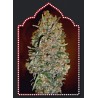 AUTOFLORACION COLLECTION 1 (6 SEMILLAS) 00 SEEDS