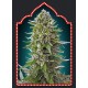 AUTOFLORACION COLLECTION 2 (6 SEMILLAS) 00 SEEDS