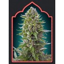 AUTOFLORACION COLLECTION 2 (6 SEMILLAS) 00 SEEDS