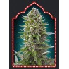 AUTOFLORACION COLLECTION 2 (6 SEMILLAS) 00 SEEDS