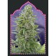 AUTOFLORACION MIX (5 SEMILLAS) 00 SEEDS