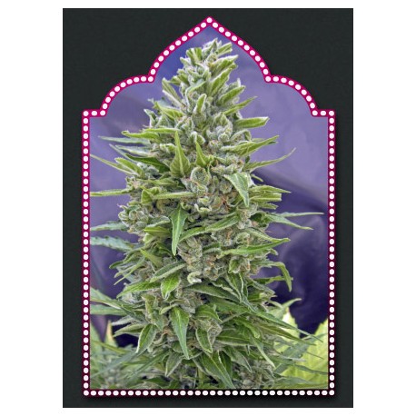 AUTOFLORACION MIX (5 SEMILLAS) 00 SEEDS