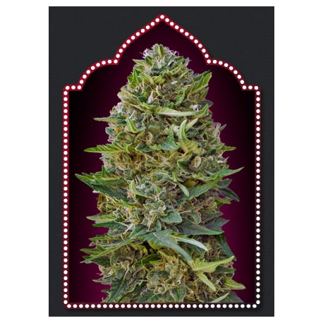 KAMEL KUSH 100% FEMINIZADA (5 SEMILLAS) 00 SEEDS