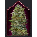 KAMEL KUSH 100% FEMINIZADA (5 SEMILLAS) 00 SEEDS