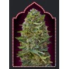 KAMEL KUSH 100% FEMINIZADA (5 SEMILLAS) 00 SEEDS