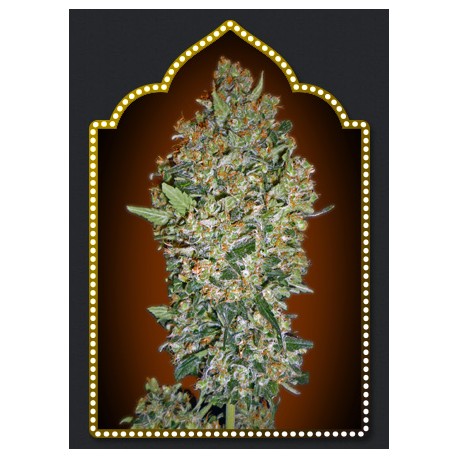 CHEESE BERRY 100% FEMINIZADA (5 SEMILLAS) 00 SEEDS