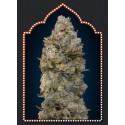 CHOCOLATE SKUNK 100% FEMIIZADA (5 SEMILLAS) 00 SEEDS