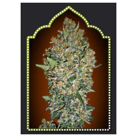 FEMINIZED COLLECTIO 1 (6 SEMILLAS) 00 SEEDS