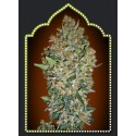 FEMINIZED COLLECTION 1 (6 SEMILLAS) 00 SEEDS