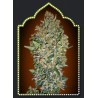 FEMINIZED COLLECTION 1 (6 SEMILLAS) 00 SEEDS