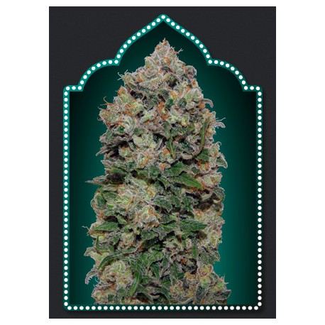 NORTHERN LIGHTS 100% FEMINIZED (5 SEMILLAS) 00 SEEDS