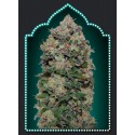 NORTHERN LIGHTS 100% FEMINIZED (5 SEMILLAS) 00 SEEDS