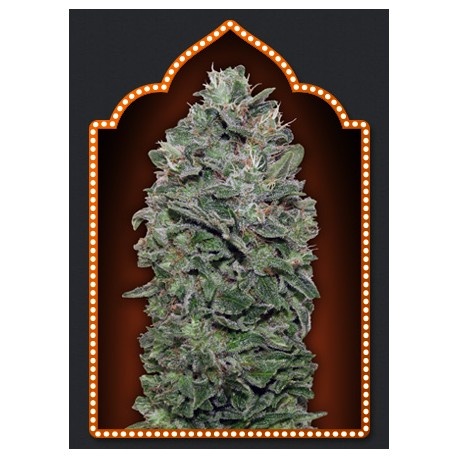 SWEET SOMA 100% FEMINIZADA (5 SEMILLAS) 00 SEEDS