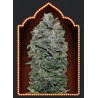 SWEET SOMA 100% FEMINIZADA (5 SEMILLAS) 00 SEEDS