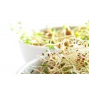 BROTE PARA GERMINAR DE ALFALFA