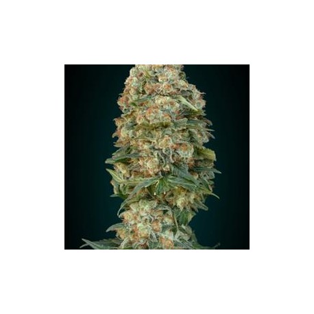 AFGHAN SKUNK 100% FEMINIZADA (ADVANCED SEEDS)