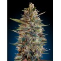 AUTO BLUE DIESEL 100% FEMENIZADA (ADVANCED SEEDS)