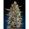 AUTO BLUE DIESEL 100% FEMENIZADA (ADVANCED SEEDS)