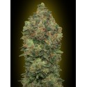 AUTO BUD HEAVY 100% FEMINIZADA (ADVANCED SEEDS)