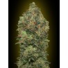 AUTO BUD HEAVY 100% FEMINIZADA (ADVANCED SEEDS)