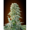 AUTO JACK HERER 100% FEMINIZADA (ADVANCED SEEDS)