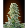 AUTO JACK HERER 100% FEMINIZADA (ADVANCED SEEDS)