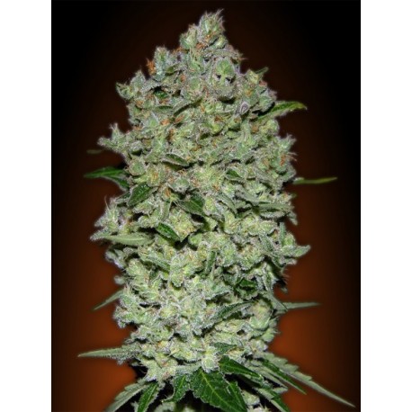 AUTO BIODIESEL MASS 100% FEMINIZADA (ADVANCED SEEDS)