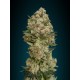 CRITICAL 100% FEMINIZADA (ADVANCED SEEDS)