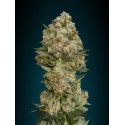 CRITICAL 100% FEMINIZADA (ADVANCED SEEDS)