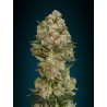 CRITICAL 100% FEMINIZADA (ADVANCED SEEDS)