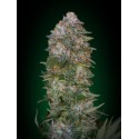 CRITICAL SOMA 100% FEMINIZADA (ADVANCED SEEDS)