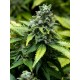 EARLY WINDOW 100% FEMINIZED (ADVANCED SEEDS)