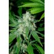 HAZE MIST 100% FEMINIZADA (ADVANCED SEEDS)