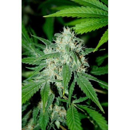 HAZE MIST 100% FEMINIZADA (ADVANCED SEEDS)