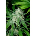 HAZE MIST 100% FEMINIZADA (ADVANCED SEEDS)