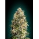 HEAVY BUS 100% FEMINIZADA (ADVANCED SEEDS)