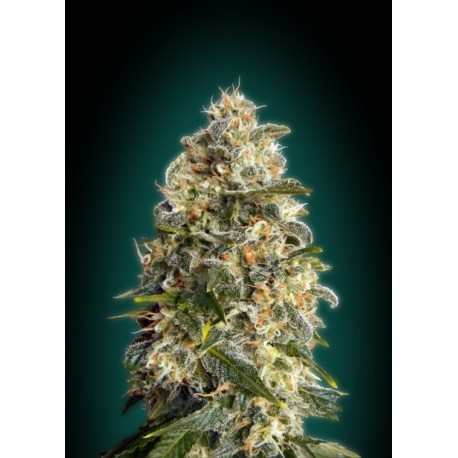 HEAVY BUS 100% FEMINIZADA (ADVANCED SEEDS)