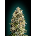 HEAVY BUD 100% FEMINIZADA (ADVANCED SEEDS)