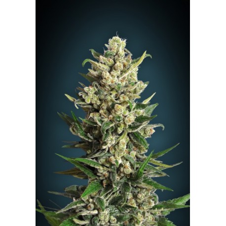 ICE KUSH 100% FEMINIZADA (ADVANCED SEEDS)