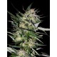 JACK PLANT 100% FEMINIZADA (ADVANCED SEEDS)