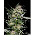 JACK PLANT 100% FEMINIZADA (ADVANCED SEEDS)