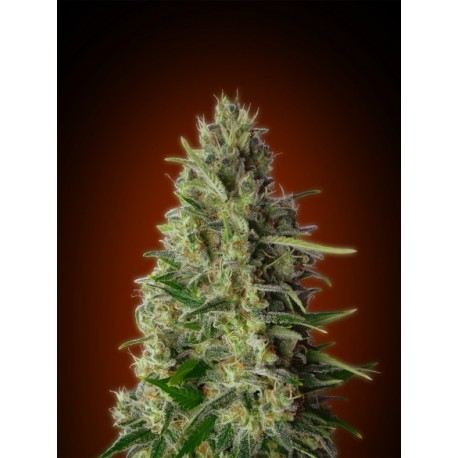 KALI 47 100% FEMINIZADA (ADVANCED SEEDS)