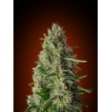 KALI 47 100% FEMINIZADA (ADVANCED SEEDS)