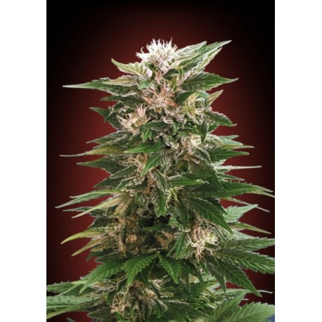 KAYA 47 100% FEMINIZADA (ADVANCED SEEDS)